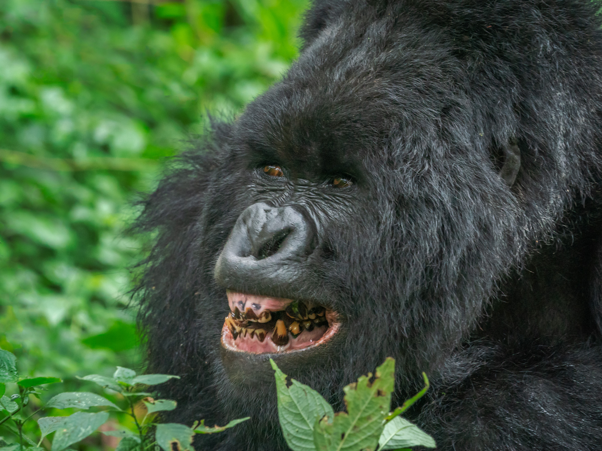 gorilla-trekking-in-uganda-harold-hall-photographyharold-hall-photography